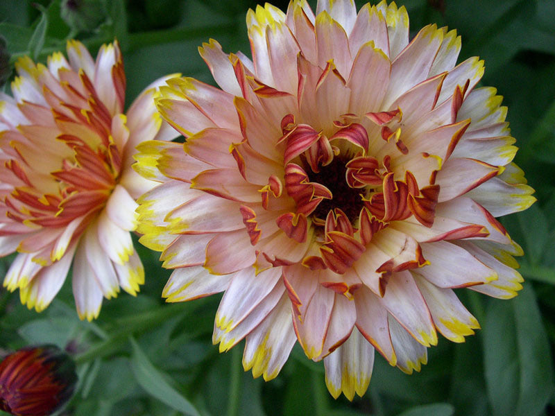 Flashback Mix – Organic Calendula Seed