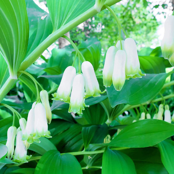 Polygonatum Canaliculatum Flower Seeds – Heirloom, Non-GMO, Easy to Grow for Garden Planting