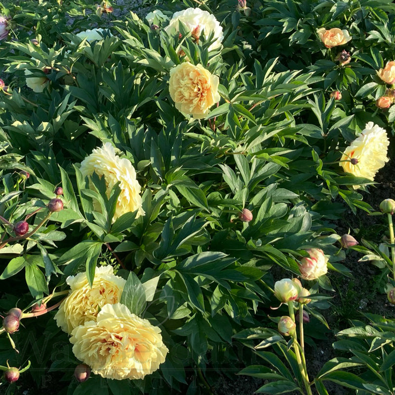 Sonoma Halo Itoh Peony