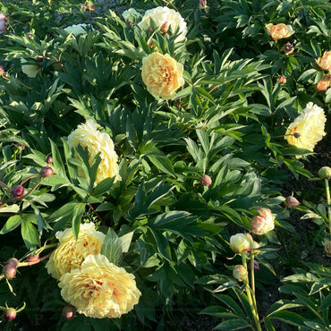 Sonoma Halo Itoh Peony