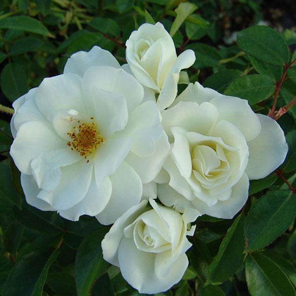 Iceberg Floribunda Rose