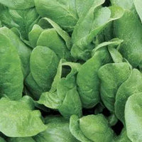 Corvair – Organic Spinach Seed