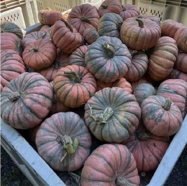 Speckled Hound – Pumpkin Seed