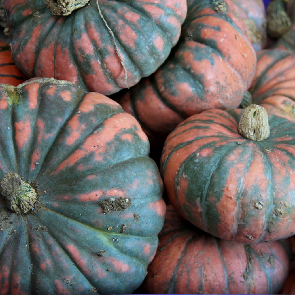 Speckled Hound – Pumpkin Seed