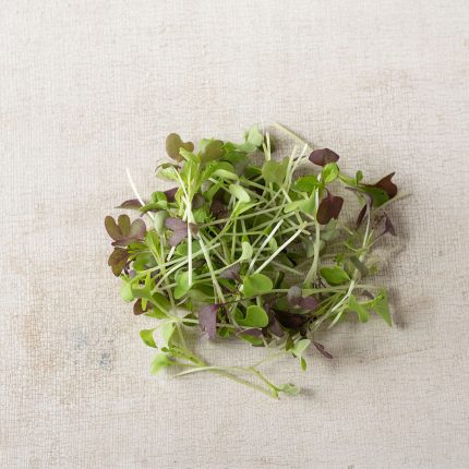 Chicory, Bianca Riccia – Microgreen Seed