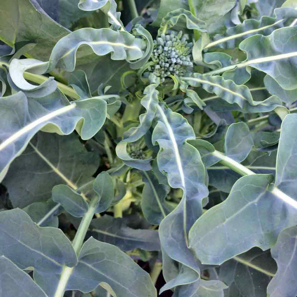 Broccoli- Spigariello