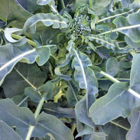 Broccoli- Spigariello