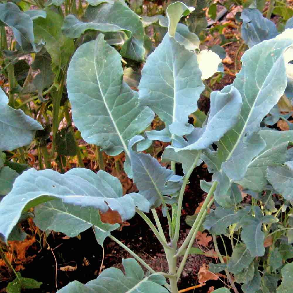 Broccoli- Spigariello