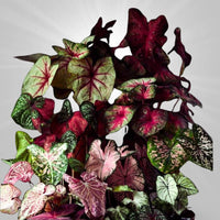 Caladium Mixture