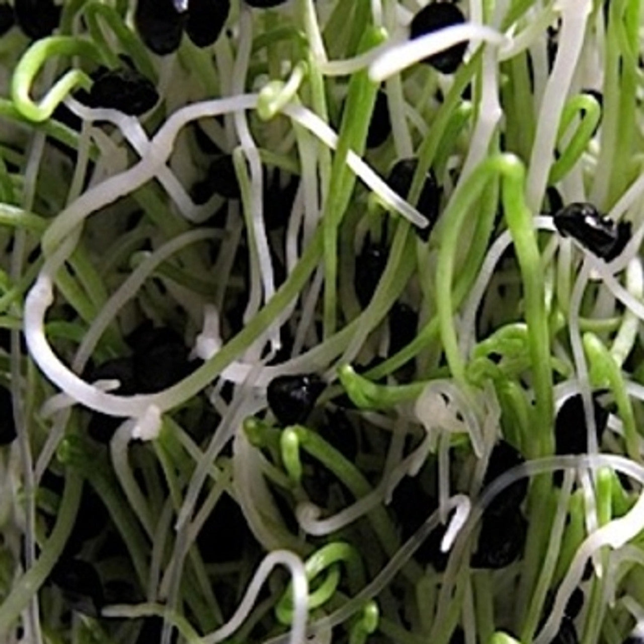 Onion – Organic Sprouting Seeds