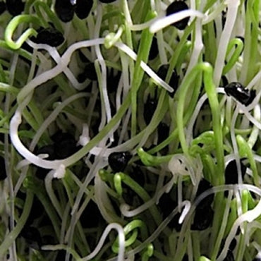 Onion – Organic Sprouting Seeds