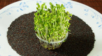 Mustard, Golden Frills – Organic Microgreen Seed