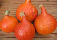 Red Kuri – Organic Hubbard Squash Seed