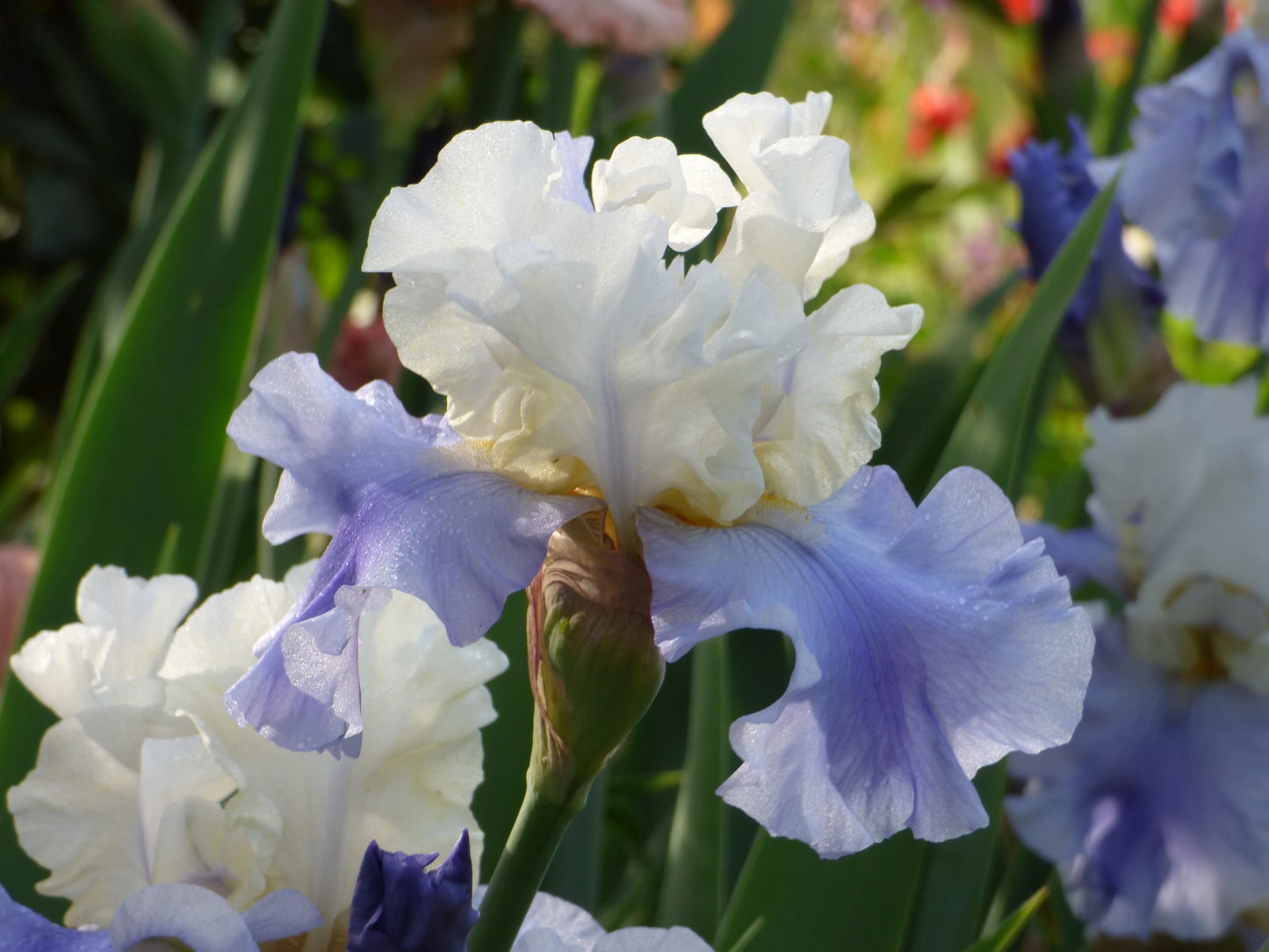 Stairway to Heaven Bearded Iris