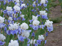 Stairway to Heaven Bearded Iris