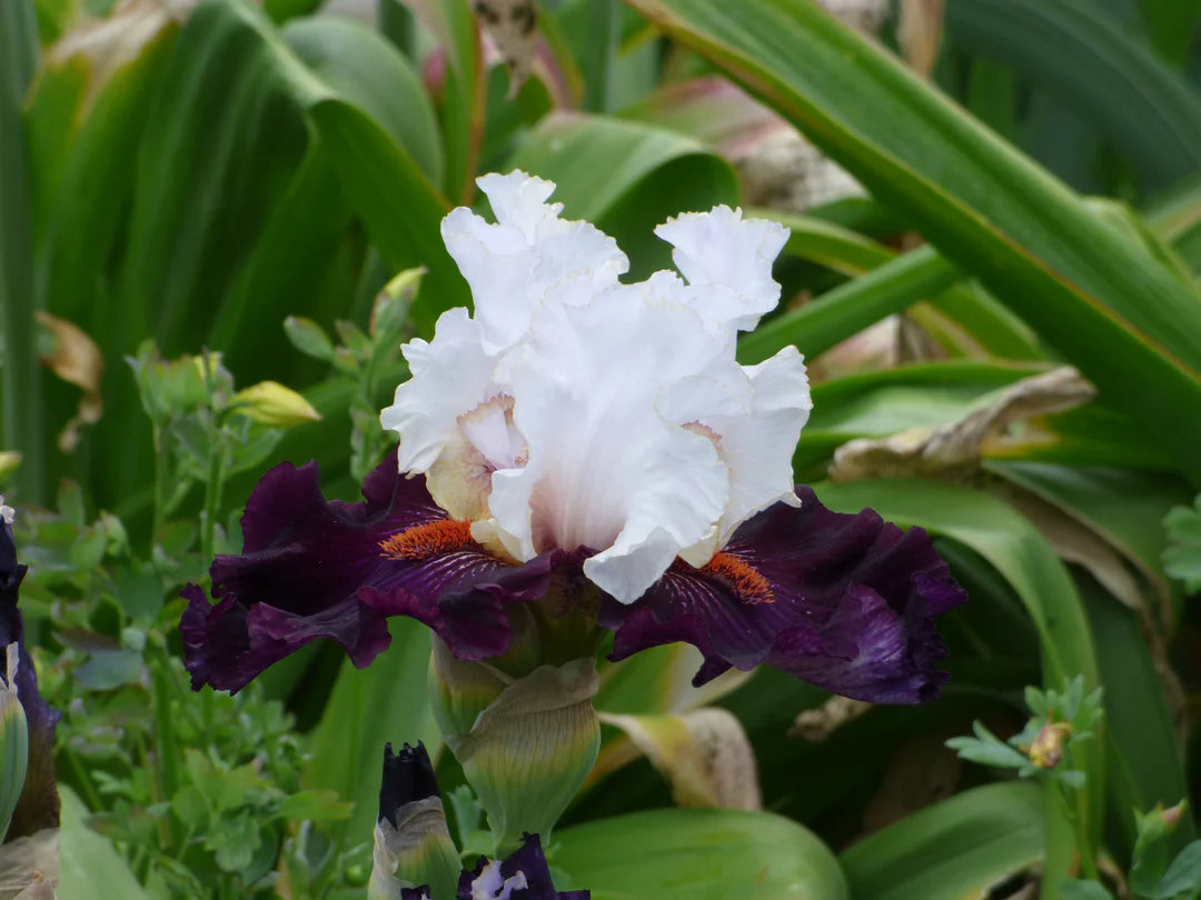 Starring Bearded Iris Seeds