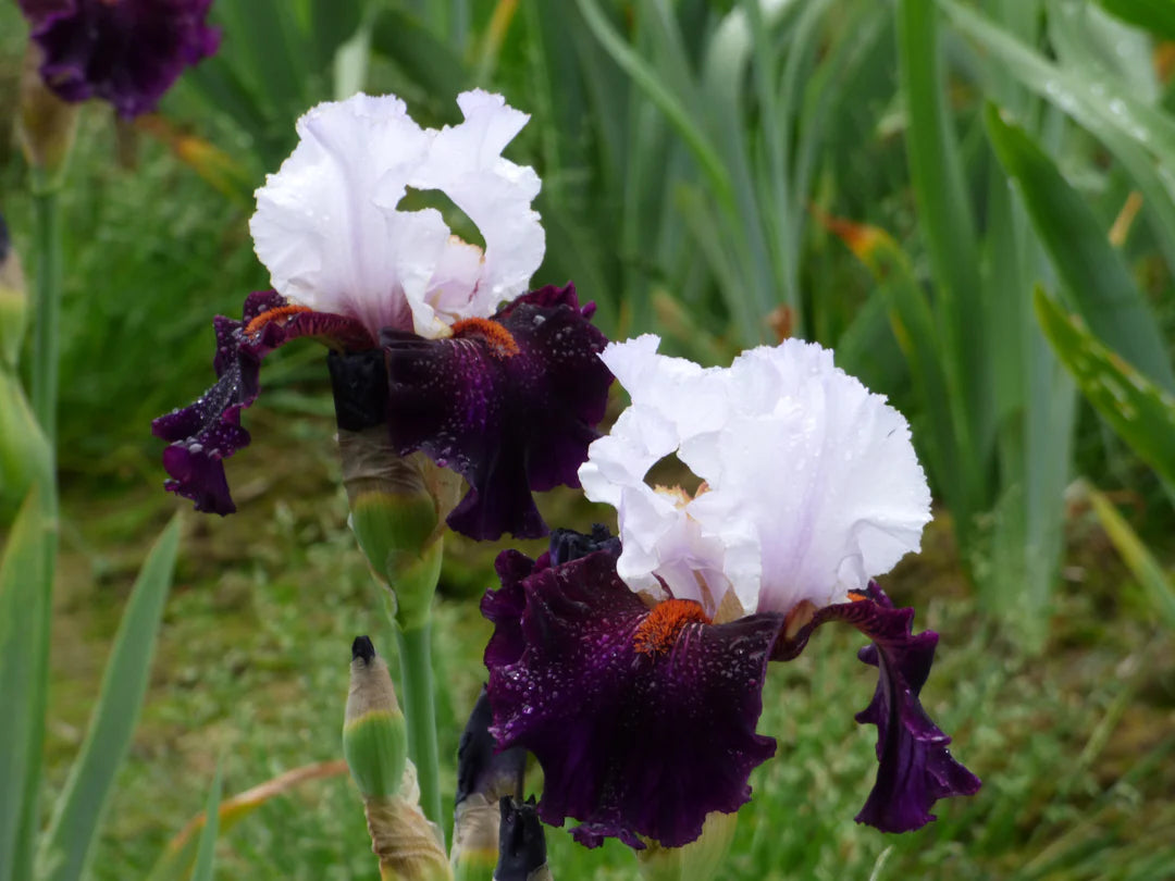 Starring Bearded Iris Seeds