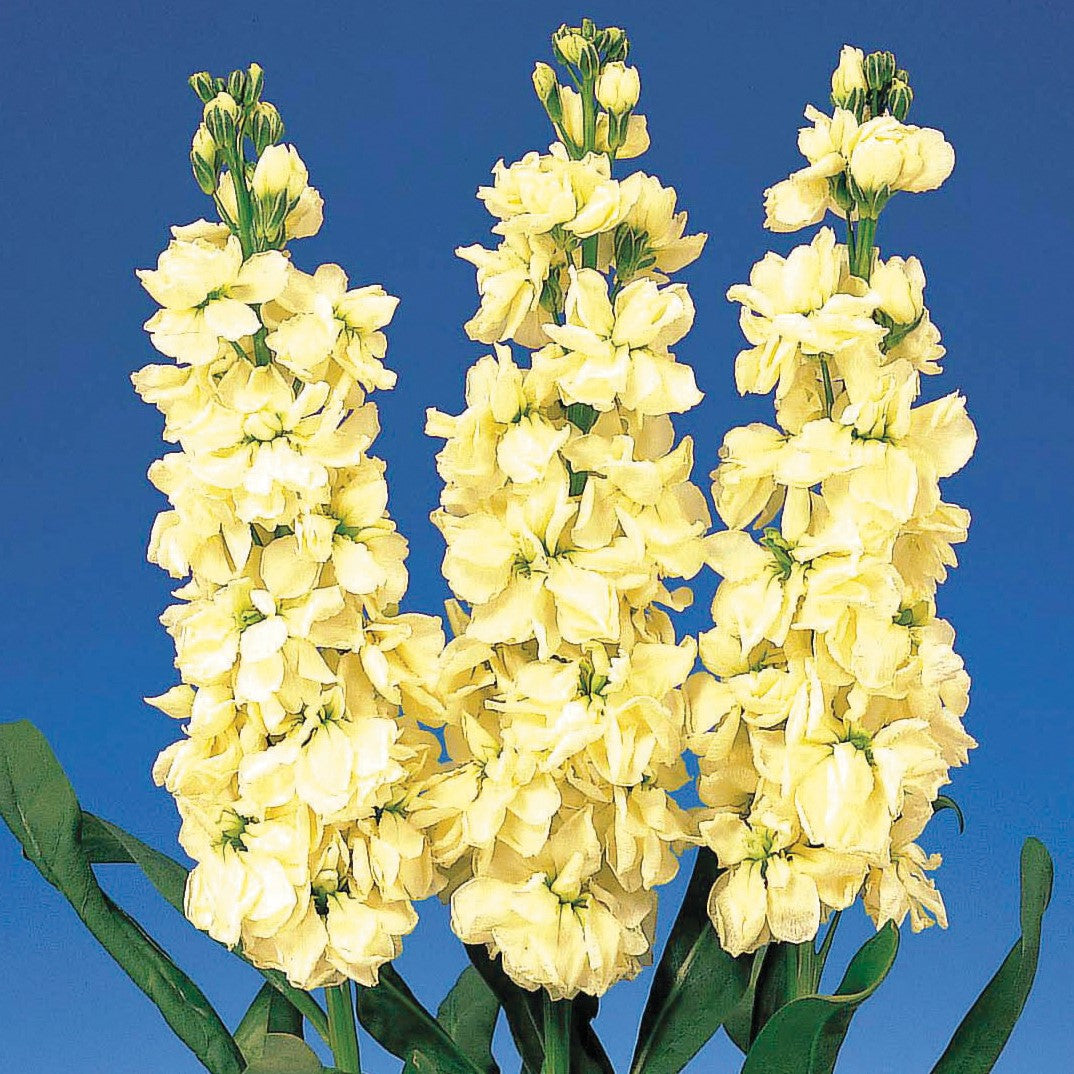 Matthiola Incana Seeds for Planting – Organic, Heirloom, Non-GMO Flower Seeds - Incana for planting in home garden