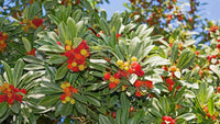 Strawberry Tree