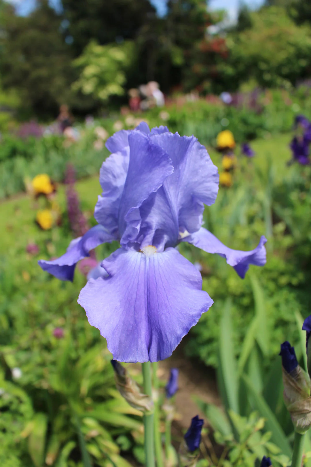 Sugar Blues Reblooming Bearded Iris Seeds
