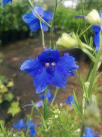 Delphinium- Butterfly Blue