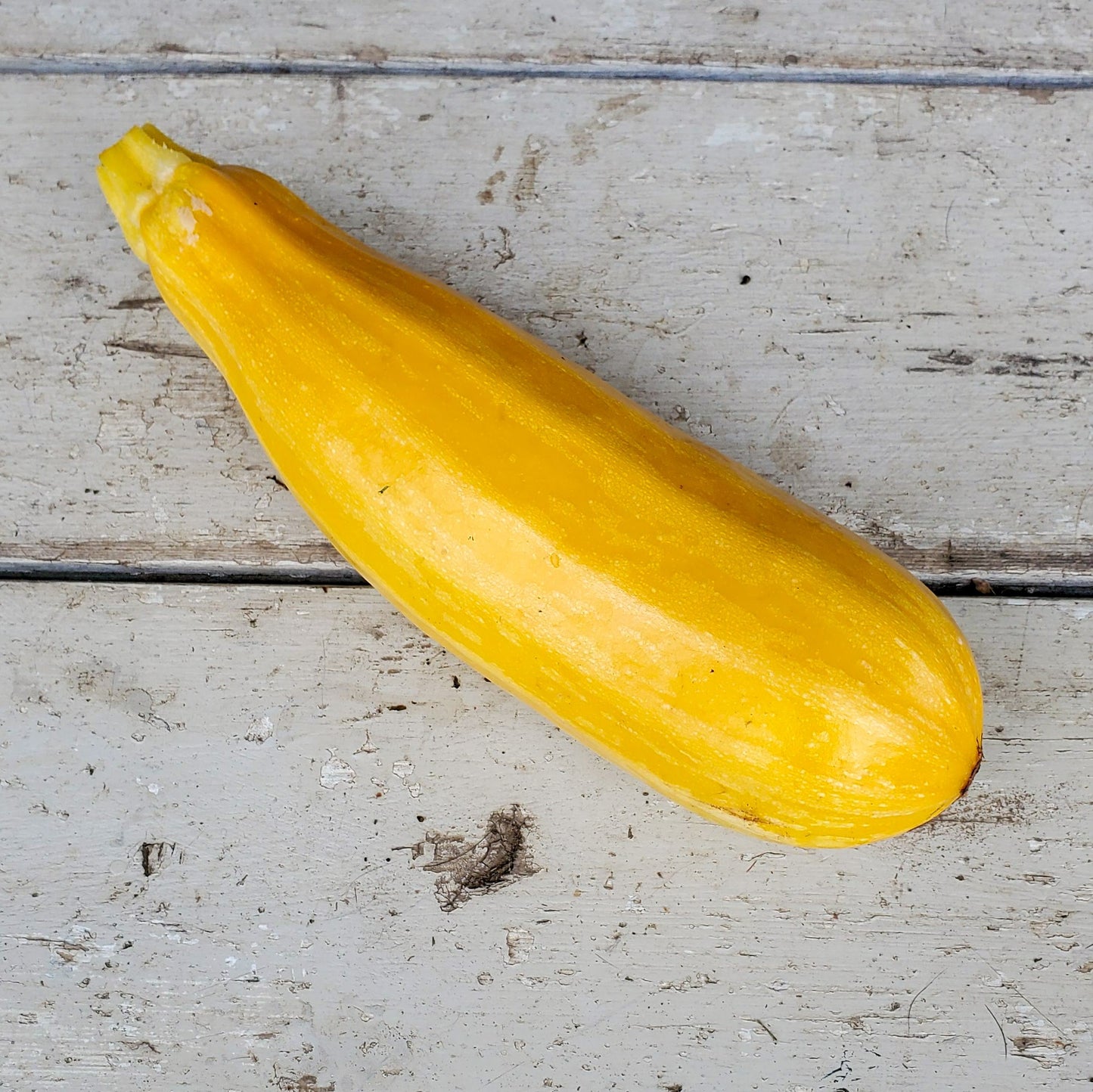 Goldmine – Zucchini Squash Seed