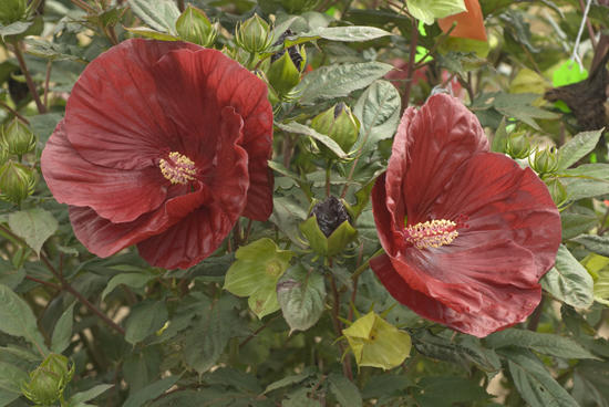 Cranberry Hibiscus Flower Seeds – Heirloom, Non-GMO Flower Seeds for Planting