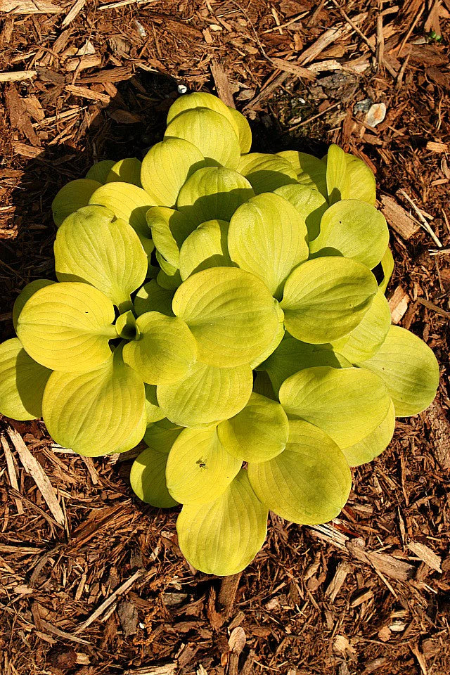 Sun Mouse Mini Hosta