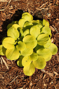 Sun Mouse Mini Hosta