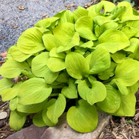 Sun Mouse Mini Hosta