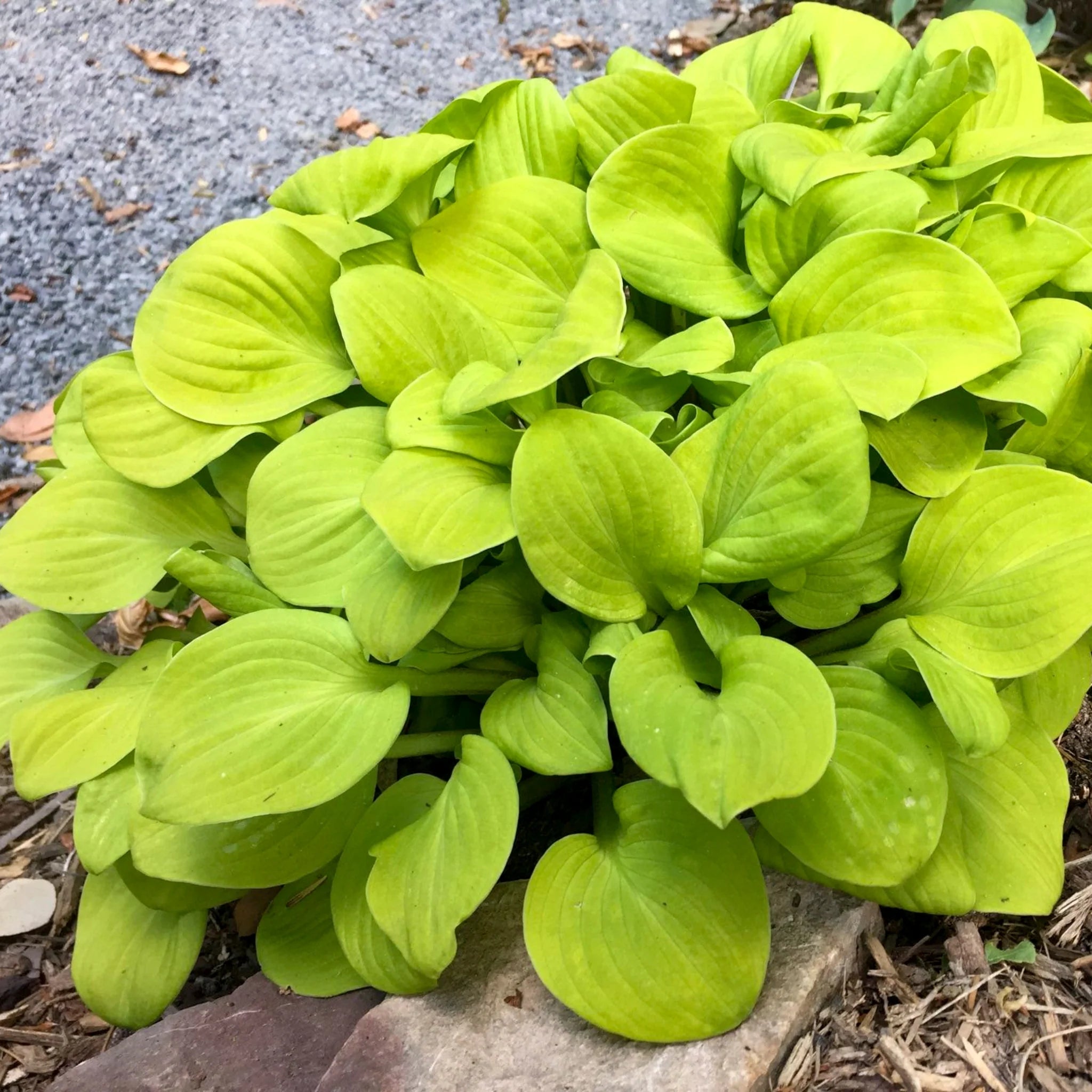 Sun Mouse Mini Hosta