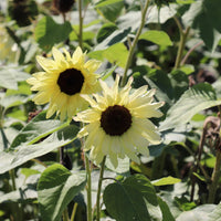Sunflower Buttercream Flower Seeds – Heirloom, Non-GMO Flower Seeds for Planting