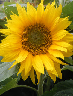 Sunflower- Giant Single