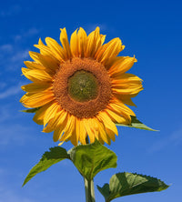 Sunflower- Sunfola