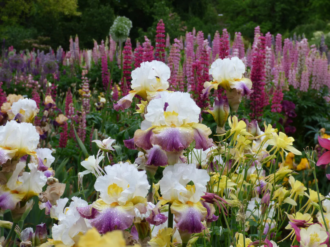 Sunrise Splendor Bearded Iris Seeds