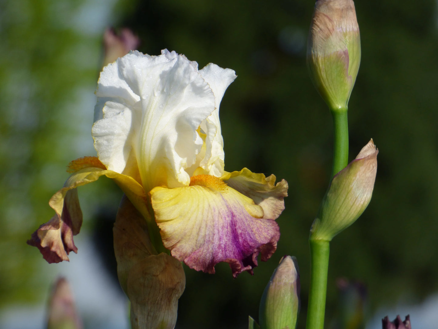 Sunrise Splendor Bearded Iris Seeds