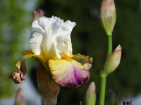 Sunrise Splendor Bearded Iris Seeds