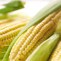 Super – Sweet Fruit Corn Seeds Cultivation Sweet Waxy High