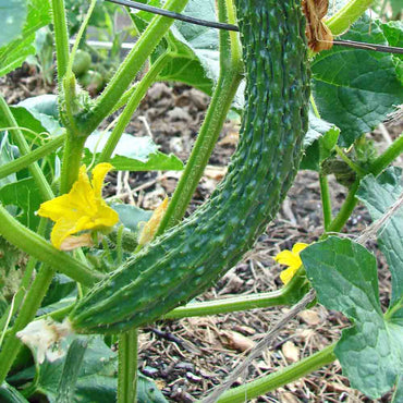 Suyo Long – Organic Cucumber Seed