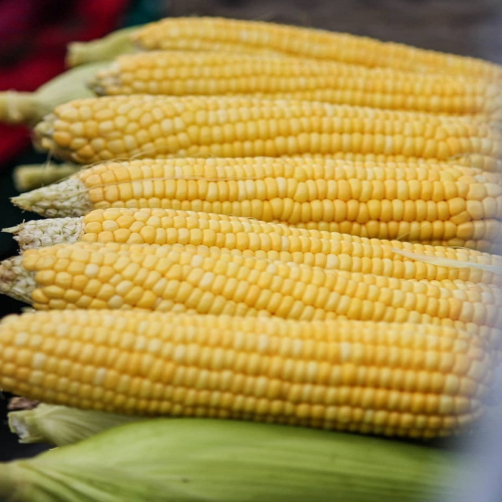 Sweetness – Corn Seed