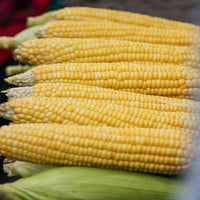 Sweetness – Corn Seed