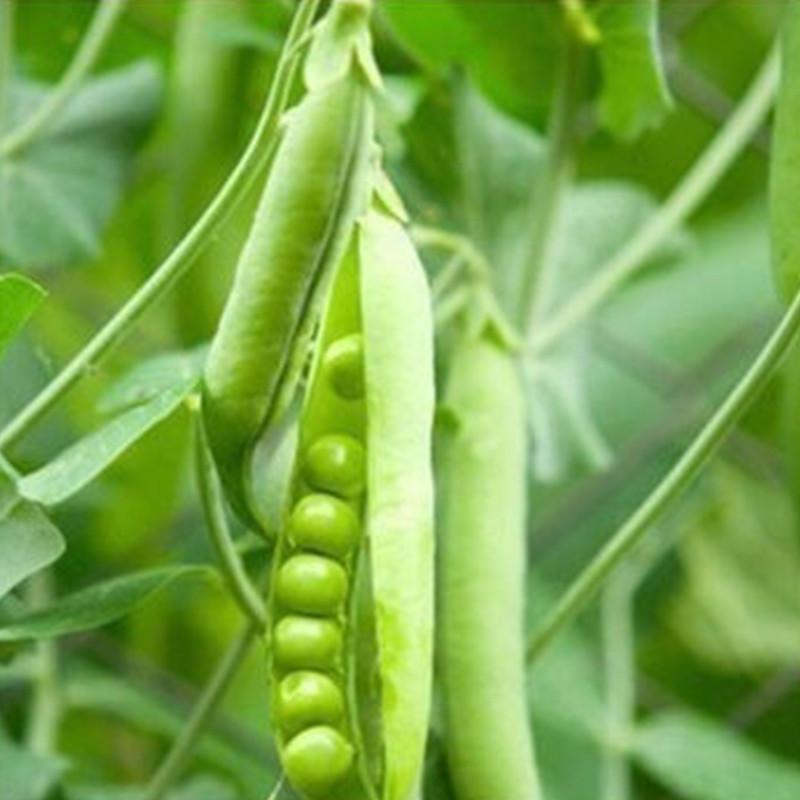 Sweet Pea Seeds,Garden Pea Seeds,Vegetable Seeds