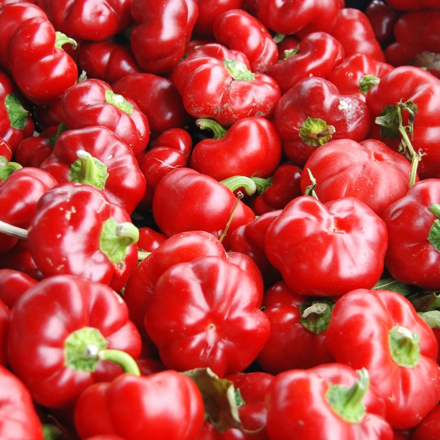 Round of Hungary – Pimento Pepper Seed