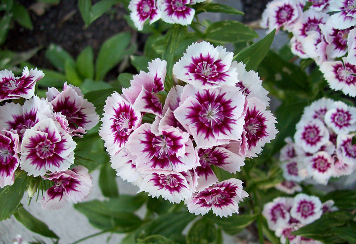 Organic Dianthus Flower Seeds Purple & White for Planting – Heirloom, Non-GMO