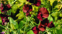 Sweetpea- Elegance Burgundy