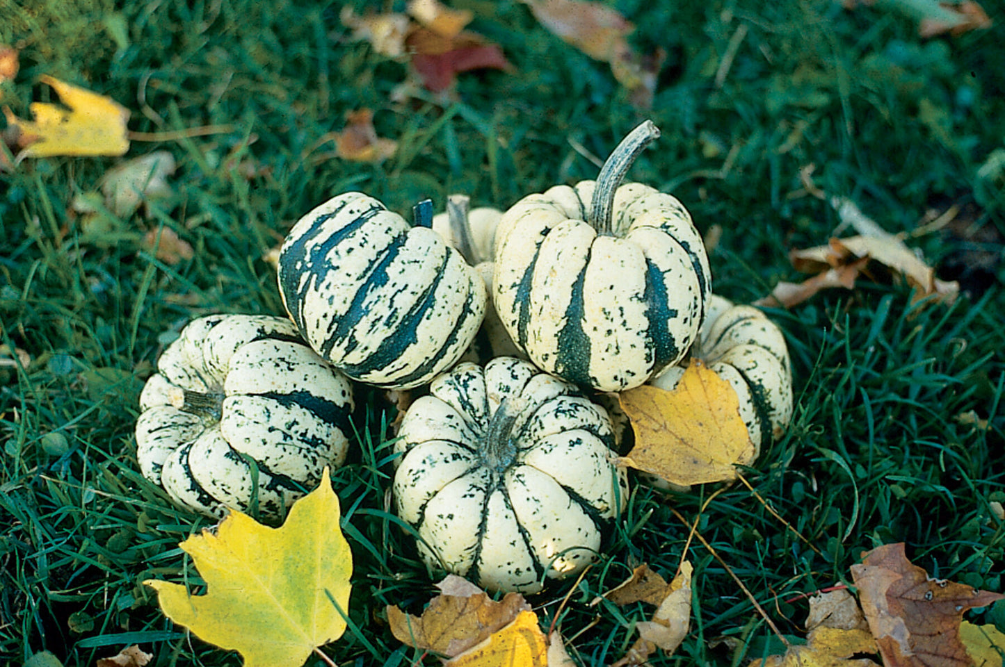 Starry Night PMR – Organic Acorn Squash Seed