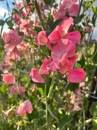 Sweetpea- Mammoth Salmon Cream