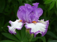 Swept Off My Feet Reblooming Bearded Iris Seeds