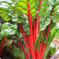 Ruby Red or Rhubarb Chard – Organic Seed