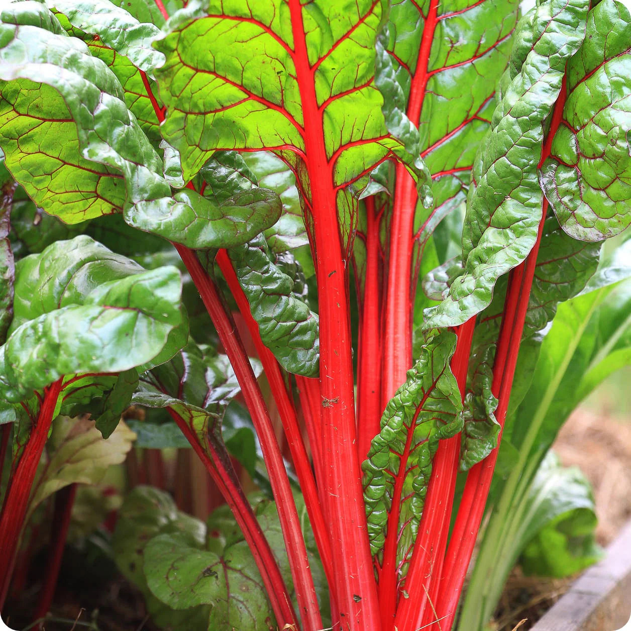 Rhubarb Supreme Organic Swiss Chard Seed